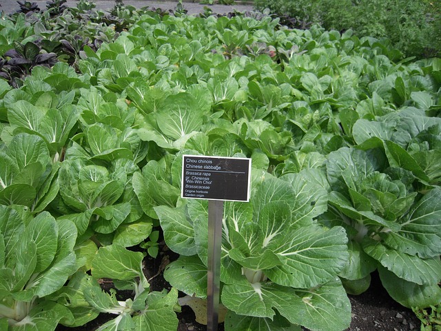 kapusta